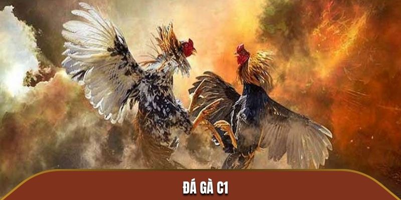 Đá Gà C1