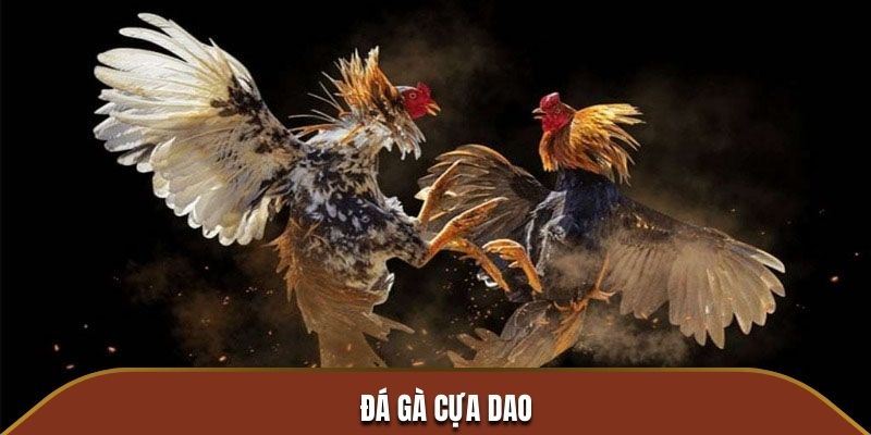 Đá Gà Cựa Dao