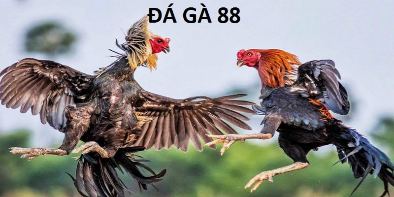 đá gà 88