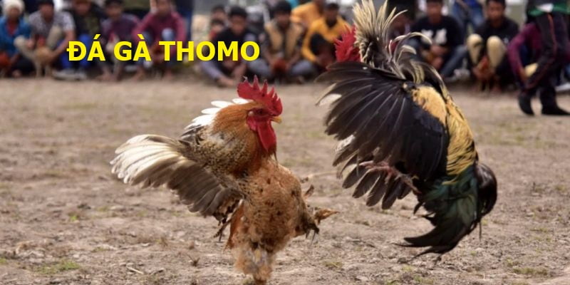 đá gà Thomo